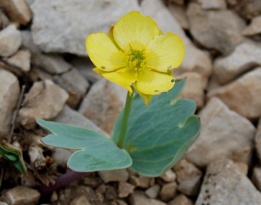 Fioriture magellensi  6